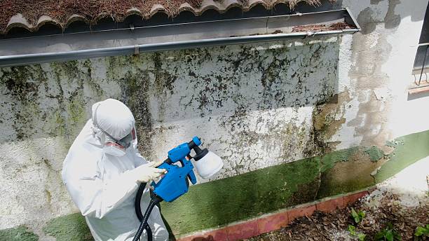 Mold Remediation service in Saint Francis, Saint Francis, MN
